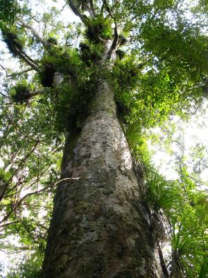 Kauri-Baum - leider gehen die Größenverhältnisse verloren..