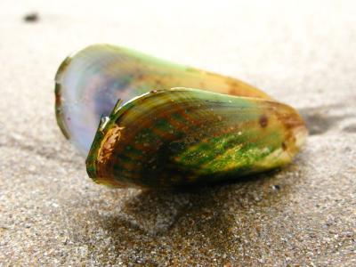 Am Strand von Waikawau