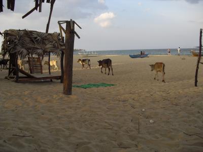 allabendliche Strandbesucher