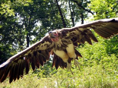 Geier im Sturzflug => Kopfeinziehen!!