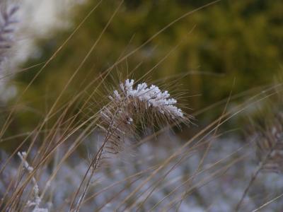 Dingendsda mit Schnee bzw. Reif :D