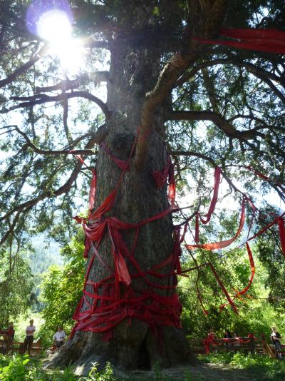 mindestens 1200 Jahre alter Nadelbaum