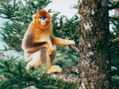 Goldaffe (Quelle: sinaimg.cn)