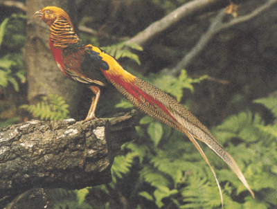 Goldfasan (Quelle: mayer-eugen.de)