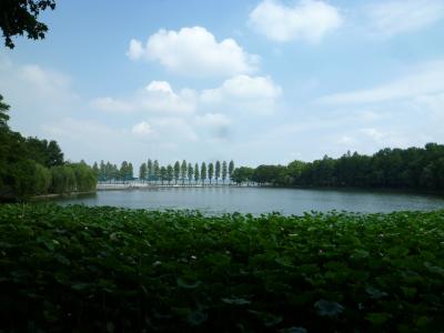 Ein Lotusteich am Ostsee. Ein Lotusteich am Ostsee.