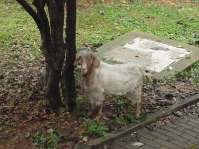 Das Schaf am Wohnheim.