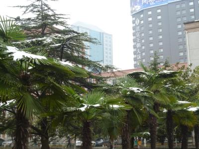 Verschneite Palmen auf dem Unigel&auml;nde.