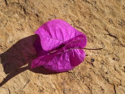 Blüte auf Stein
<br />
Windhoek, Namibia