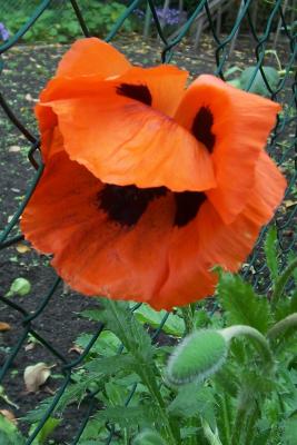 roter Mohn 
<br />
warum welkst du denn schon?
<br />

<br />
Oktober 007