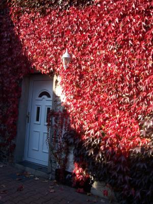 
<br />
Roter Farbenrausch
<br />
altes Haus schmückt sich
<br />
kleines Geheimnis