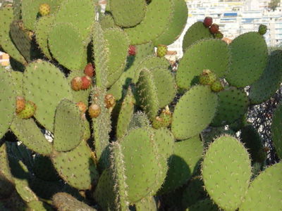 opuntia