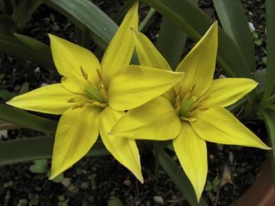 irgendeine wildtulpenart, bei den zwiebeln stand leider nichts näheres dabei...