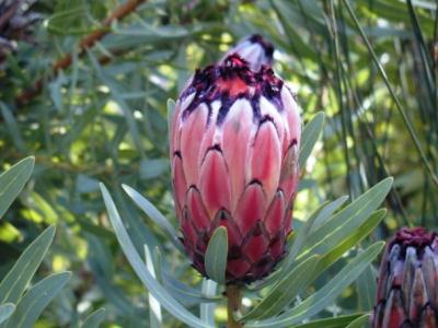 Protea