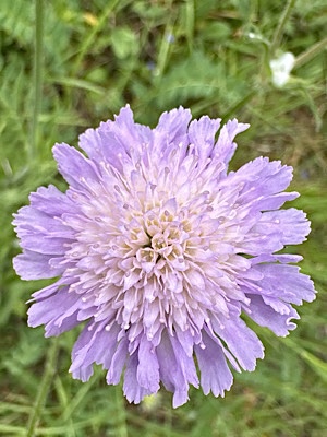 Acker-Witwenblume