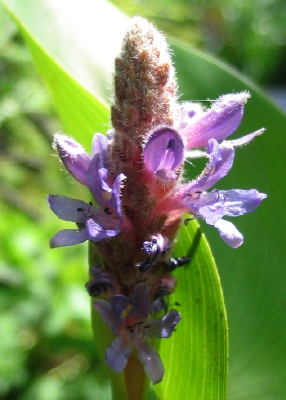 Hechtkraut (Pontederia cordata)