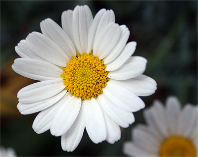 mal wieder ein blümchen