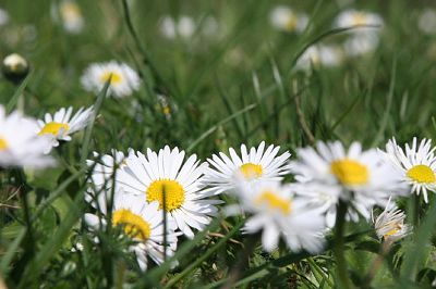 Gänseblümchen