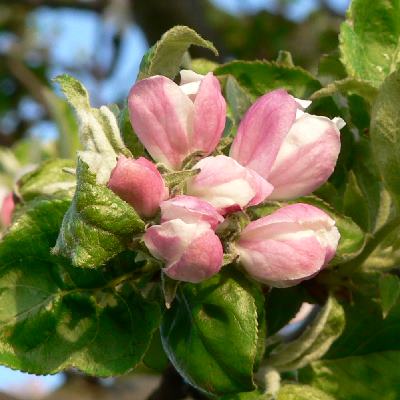 Apfelblütenknopsenschönheit...