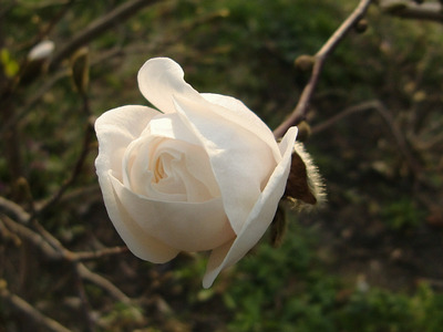 magnolienbluete