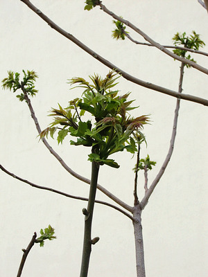 Götterbaum (Ailanthus altissima)