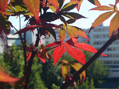 acer palmatum atropurpureum