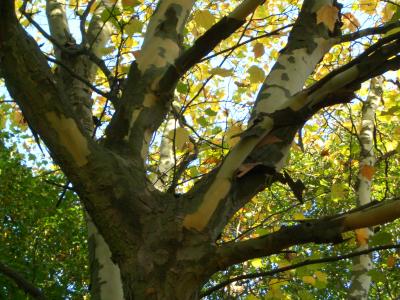 Auch ein Baum fährt mal aus der Haut