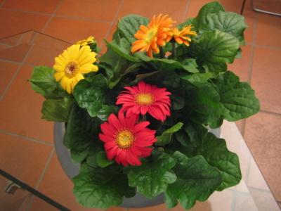 Gerbera in Schale gequetscht