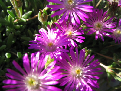 delosperma cooperi (gelegentlich winterhart!)