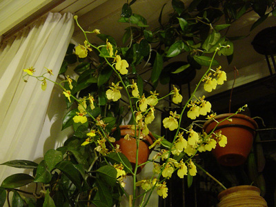 Dendrobium