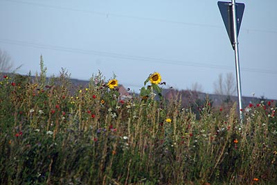 echt wahr, novemberblumen in monheim am rhein...