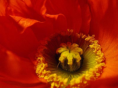 mohn