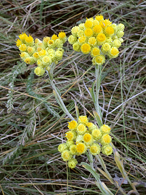 Sand-Strohblume (Helichrysum arenarium)