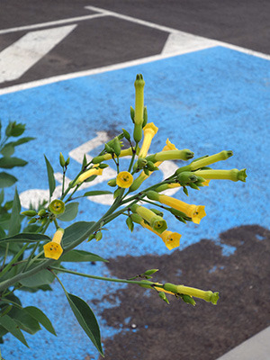 Blaugrüner Tabak (Nicotiana glauca) - Kanaren