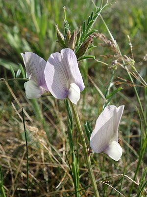 Großblütige Wicke (Vicia grandiflora) (?)