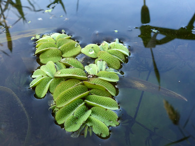 Gemeiner Schwimmfarn (Salvinia natans)