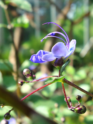 Rotheca myricoides