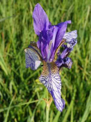 Wiesen-Schwertlilie (Iris sibirica)