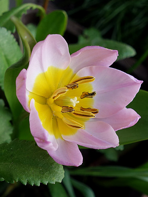 tulipa saxatilis