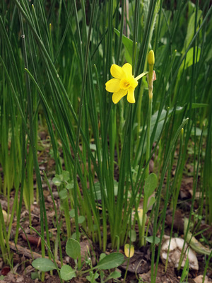 Jonquille (Narcissus jonquilla)