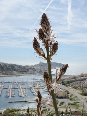 Affoldil auf der Île de Ratonneau, Marseille