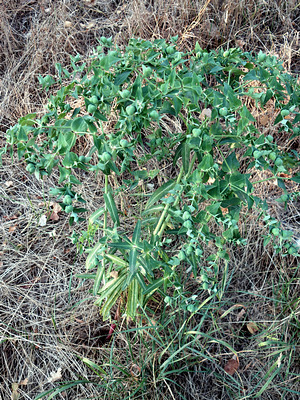 Kreuzblättrige Wolfsmilch (Euphorbia lathyris)