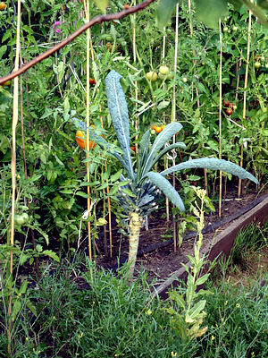 Palmkohl (Brassica oleracea var. palmifolia DC.)