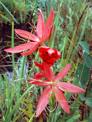 Roter Sumpfspaltgriffel (Hesperantha coccinea)