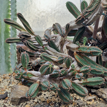 Euphorbia jansenvillensis