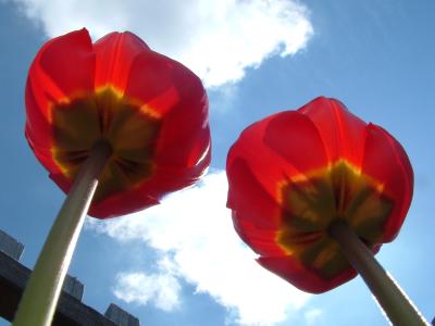 tulpen mal von der anderen seite gesehen...