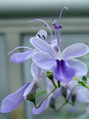 Gagelartige Rotheca (Rotheca myricoides)