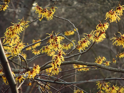 hamamelis mollis