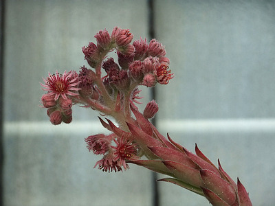 bestimmt sempervivum irgendwas ...