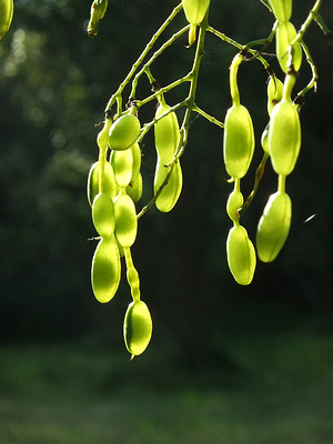 schnurbaum, japanischer (sophora japonica)