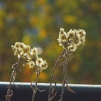 Sand-Strohblume (Helichrysum arenarium)